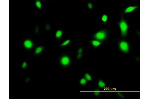 Immunofluorescence of purified MaxPab antibody to ANXA1 on HeLa cell. (Annexin a1 抗体  (AA 1-346))
