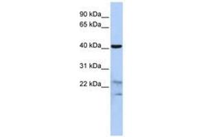 Image no. 1 for anti-Secernin 2 (SCRN2) (N-Term) antibody (ABIN6741461) (SCRN2 抗体  (N-Term))