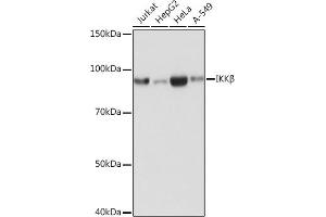 Western blot analysis of extracts of various cell lines, using IKKβ antibody (ABIN7267873) at 1:1000 dilution. (IKBKB 抗体)