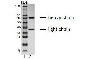 SDS-PAGE (SDS) image for anti-Interleukin 13 Receptor, alpha 1 (IL13RA1) (Extracellular Domain) antibody (ABIN108718)