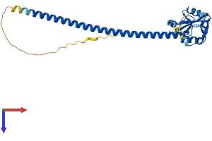 Protein Structure (PS) image for C-Type Lectin Domain Family 12, Member A (CLEC12A) (AA 1-267) protein (His tag) (ABIN7557404)