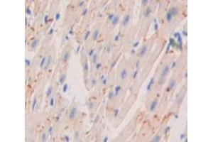 IHC-P analysis of Kidney tissue, with DAB staining. (Corin 抗体  (AA 807-1038))