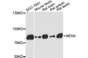 Western blot analysis of extracts of various cell lines, using NEXN antibody. (NEXN 抗体)