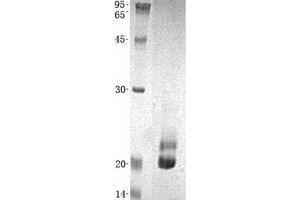 Validation with Western Blot (PFDN4 Protein (His tag))