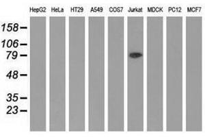 Image no. 1 for anti-Aldehyde Dehydrogenase 1 Family, Member L1 (ALDH1L1) antibody (ABIN1496581) (ALDH1L1 抗体)