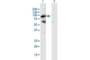 Western Blot analysis of PIWIL4 expression in transfected 293T cell line by PIWIL4 MaxPab polyclonal antibody. (PIWIL4 抗体  (AA 1-852))