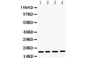 Western Blotting (WB) image for anti-Fibroblast Growth Factor 2 (Basic) (FGF2) (AA 219-249), (C-Term) antibody (ABIN3042390)