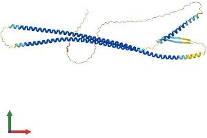 AlphaFold protein structure predicition of Mouse Recombinant Krt42 Protein, UniprotID Q6IFX2
