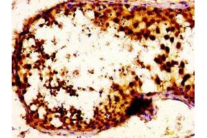 IHC image of ABIN7168388 diluted at 1:100 and staining in paraffin-embedded human testis tissue performed on a Leica BondTM system. (NOVA1 抗体  (AA 6-174))