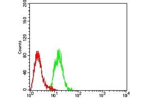 Flow cytometric analysis of Hela cells using MTA1 mouse mAb (green) and negative control (red). (MTA1 抗体  (AA 541-715))