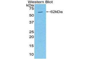 Western Blotting (WB) image for anti-Mitogen-Activated Protein Kinase Kinase 4 (MAP2K4) (AA 137-394) antibody (ABIN3210047) (MAP2K4 抗体  (AA 137-394))