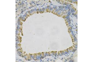 Immunohistochemistry of paraffin-embedded mouse lung using AZGP1 Antibody (ABIN1876553) at dilution of 1:100 (40x lens). (AZGP1 抗体)