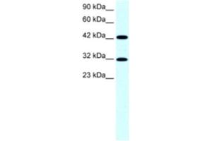Western Blotting (WB) image for anti-General Transcription Factor IIH, Polypeptide 2, 44kDa (GTF2H2) antibody (ABIN2463846) (GTF2H2 抗体)