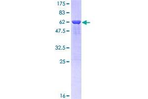 TAR DNA Binding Protein (TARDBP) (AA 1-260) protein (GST tag)