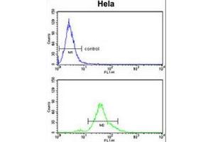 ACP1 Antibody (N-term) flow cytometry analysis of Hela cells (bottom histogram) compared to a negative control cell (top histogram). (ACP1 抗体  (N-Term))