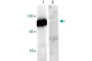 Western blot of rat hippocampal lysate stimulated with forskolin showing specific immunolabeling of the ~95k Dynamin phosphorylated at Ser778 (Control, lane 1). (Dynamin 1 抗体  (pSer778))