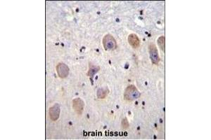 KCNK1 Antibody (C-term) (ABIN656119 and ABIN2845458) immunohistochemistry analysis in formalin fixed and paraffin embedded human brain tissue followed by peroxidase conjugation of the secondary antibody and DAB staining. (KCNK1 抗体  (C-Term))