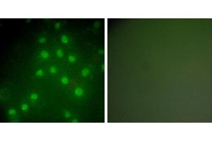 Peptide - +Immunofluorescence analysis of HepG2 cells, using HDAC9 antibody (#C0228). (HDAC9 抗体)