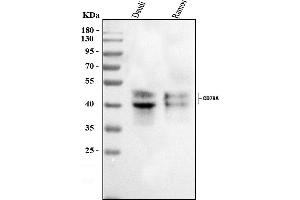 Western blot analysis of CD79A using anti-CD79A antibody (ABIN3043921). (CD79a 抗体  (AA 121-226))