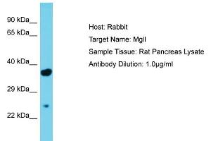 Host: Rabbit Target Name: Mgll Sample Type: Rat Pancreas lysates Antibody Dilution: 1. (MGLL 抗体  (Middle Region))
