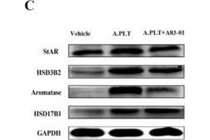 Western Blotting (WB) image for anti-Hydroxy-delta-5-Steroid Dehydrogenase, 3 beta- and Steroid delta-Isomerase 2 (HSD3B2) antibody (ABIN2855488)