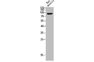Western Blot analysis of RAT-MUSCLE cells using Phospho-Trk B (Y516) Polyclonal Antibody