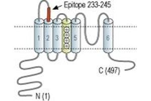 Representative domain view of the target of ABIN7885278.