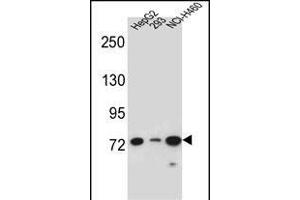 LNX2 Antibody (C-term) (ABIN656995 and ABIN2846175) western blot analysis in HepG2,293,NCI- cell line lysates (35 μg/lane). (LNX2 抗体  (C-Term))