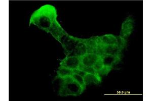 Immunofluorescence (IF) image for anti-Kallikrein 8 (KLK8) (AA 97-204) antibody (ABIN564871)