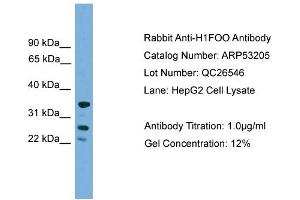 WB Suggested Anti-H1FOO  Antibody Titration: 0. (H1FOO 抗体  (Middle Region))