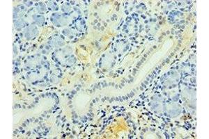 Immunohistochemistry of paraffin-embedded human pancreatic tissue using ABIN7163625 at dilution of 1:100 (PDGFD 抗体  (AA 191-370))