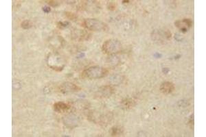 Image no. 1 for anti-Presenilin 2 (Alzheimer Disease 4) (PSEN2) (AA 319-334) antibody (ABIN1493957) (Presenilin 2 抗体  (AA 319-334))