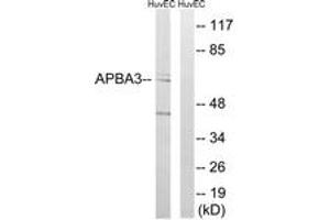 Western Blotting (WB) image for anti-Amyloid beta (A4) Precursor Protein-Binding, Family A, Member 3 (APBA3) (AA 361-410) antibody (ABIN2890114)