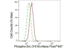 Flow cytometric analysis of Phospho-Src (Y419) expression in H9c2 cells using Phospho-Src (Y419) antibody (ABIN7800050), 1:2,000). (Recombinant Src 抗体  (pTyr419))