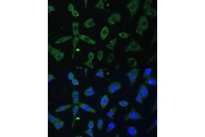 Immunofluorescence (IF) image for anti-Eukaryotic Translation Initiation Factor 3, Subunit D (EIF3D) (AA 1-240) antibody (ABIN6140057)