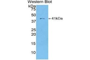 Western Blotting (WB) image for anti-Chemokine (C-C Motif) Ligand 22 (CCL22) (AA 25-93) antibody (ABIN1859795) (CCL22 抗体  (AA 25-93))