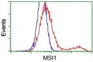 HEK293T cells transfected with either RC215992 overexpress plasmid (Red) or empty vector control plasmid (Blue) were immunostained by anti-MSI1 antibody (ABIN2454101), and then analyzed by flow cytometry. (MSI1 抗体)