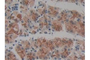 Immunohistochemistry (IHC) image for anti-Vanin 1 (VNN1) (AA 389-497) antibody (ABIN7438370)