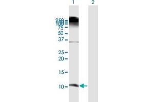 Western Blot analysis of DEFB103A expression in transfected 293T cell line by DEFB103A MaxPab polyclonal antibody. (DEFB103A 抗体  (AA 1-67))