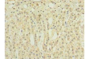 Immunohistochemistry of paraffin-embedded human adrenal gland tissue using ABIN7159908 at dilution of 1:100 (TIMM8B 抗体  (AA 33-83))