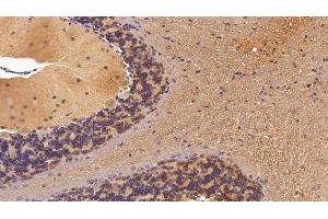 Detection of NSE in Mouse Cerebellum Tissue using Polyclonal Antibody to Enolase, Neuron Specific (NSE) (ENO2/NSE 抗体  (AA 2-434))