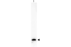 Western Blot of Biotin conjugated Rabbit anti-GFP antibody. (GFP 抗体  (AA 246) (Biotin))
