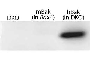 Lysates from mouse embryonic fibroblasts expressing no Bak (Bax-/-Bak-/- (DKO)), mouse Bak (Bax-/-), or WT human Bak (in DKO) were resolved by electrophoresis, transferred to nitrocellulose membrane, and probed with anti-Bak followed by Goat Anti-Rabbit Ig, Human ads-HRP (山羊 anti-兔 Ig (Heavy & Light Chain) Antibody)