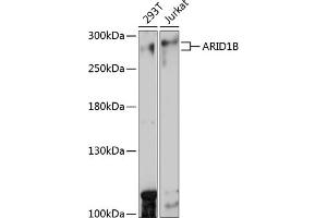 Western blot analysis of extracts of various cell lines, using B antibody (ABIN7265702) at 1:1000 dilution. (ARID1B 抗体  (AA 400-650))