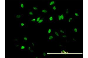 Immunofluorescence of purified MaxPab antibody to COBRA1 on HeLa cell. (COBRA1 抗体  (AA 1-475))