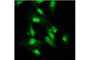 Immunofluorescence (IF) image for anti-K(lysine) Acetyltransferase 2A (KAT2A) (AA 411-837) antibody (ABIN487349) (KAT2A 抗体  (AA 411-837))