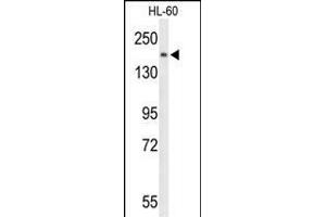 Western blot analysis of PLCB1 Antibody (C-term) (ABIN653321 and ABIN2842813) in HL-60 cell line lysates (35 μg/lane). (Phospholipase C beta 1 抗体  (C-Term))