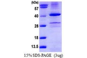 SDS-PAGE (SDS) image for PP1 Catalytic (AA 1-330) (Active) protein (His tag) (ABIN6386796)