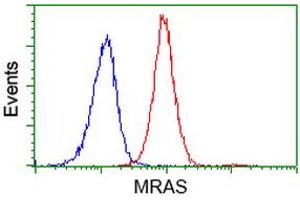 Flow cytometric Analysis of Jurkat cells, using anti-MRAS antibody (ABIN2454547), (Red), compared to a nonspecific negative control antibody, (Blue). (MRAS 抗体)