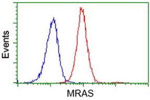 Flow cytometric Analysis of Jurkat cells, using anti-MRAS antibody (ABIN2454547), (Red), compared to a nonspecific negative control antibody, (Blue). (MRAS 抗体)